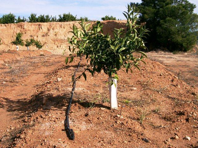 Naix l’Agrupació de Regants del Camí Fondo formada per set pous