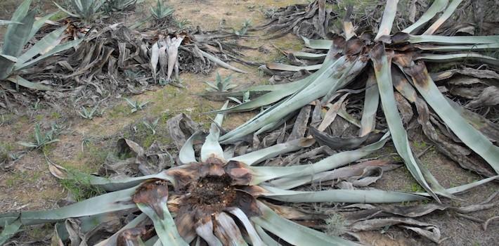 El temut morrut negre o ‘picudo’ devora les atzavares de la desembocadura del Millars i passa de vilà a heroi