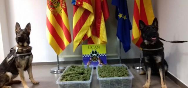 La UCAN de Vila-real rep la distinció nacional a les bones pràctiques de les unitats canines policials