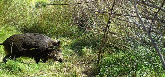 La novedosa tècnica del foto parament mostra noves imatges de fauna salvatge a la Desembocadura del Millars