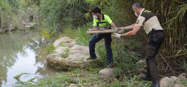 El control del visó americà es reprén al llarg dels 14 quilòmetres fluvials protegits