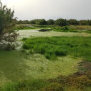 Les aus aquàtiques tornen a criar en la desembocadura del Millars