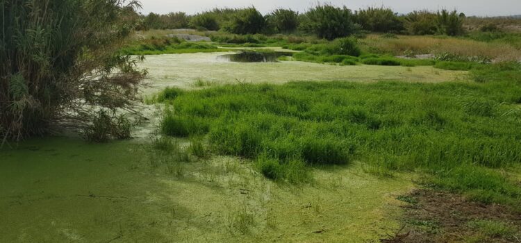 Les aus aquàtiques tornen a criar en la desembocadura del Millars