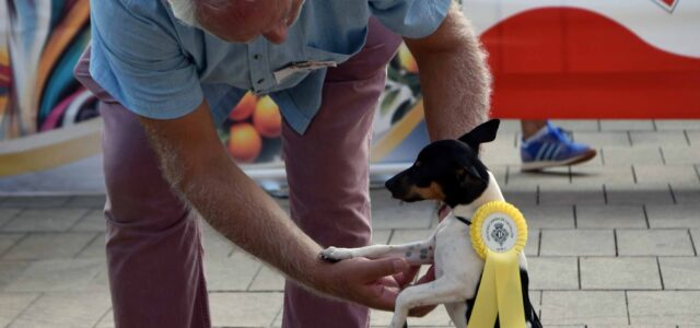 Éxit del concurs organitzat per la societat canina de Castelló: celebració del gos Rater Valencià