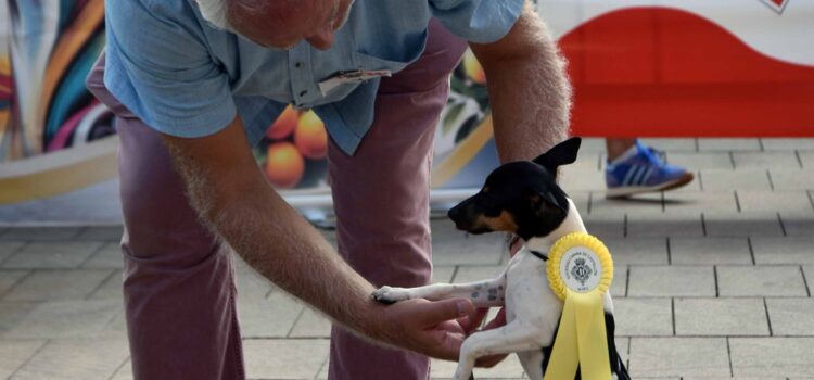 Éxit del concurs organitzat per la societat canina de Castelló: celebració del gos Rater Valencià