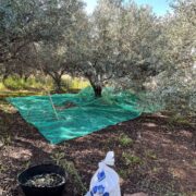 La Policia Local sorprén un veí sostraient olives i instrueix diligències per furt