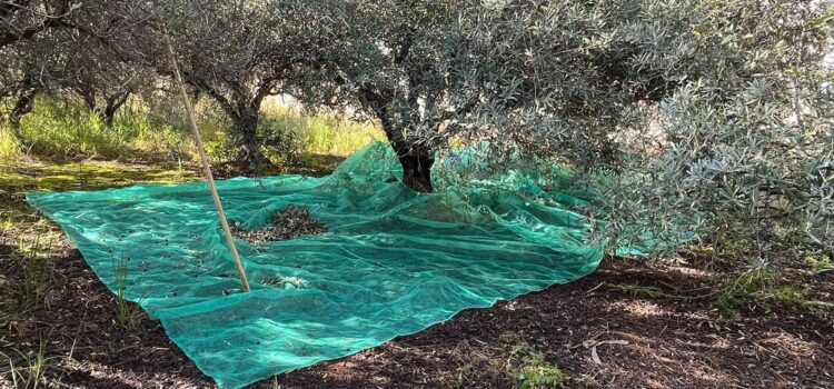 La Policia Local sorprén un veí sostraient olives i instrueix diligències per furt