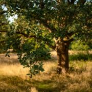 L’educació ambiental, protagonista de la campanya del Dia de l’Arbre a Vila-real