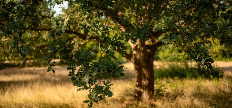 L’educació ambiental, protagonista de la campanya del Dia de l’Arbre a Vila-real