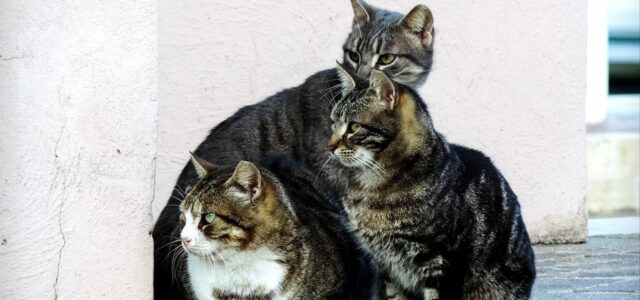 Vila-real reforça la gestió de les colònies felines amb un nou contracte veterinari